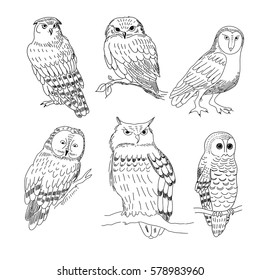 Owl Collection Set Funny Bird Stock Vector (Royalty Free) 129086225