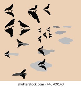 Set of images of pigeons