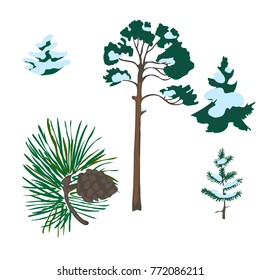 a set of images of pine elements will help create a composition