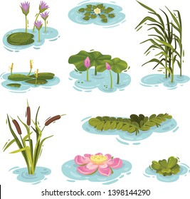 Set of images of plants on the water. Vector illustration on white background.