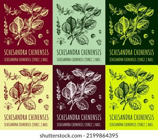 A set of images of Schizandra chinensis: a branch of Schisandra chinensis with leaves and berries in different colors. Magnolia berries. Cosmetics and medicinal plants. Vector hand drawn illustration.