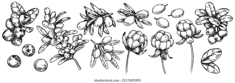 A set of images of sea buckthorn, cranberry and cloudberry leaves and berries. Sketch style illustration