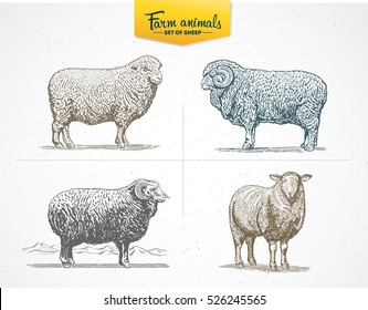 Set of images - sheep in graphic style, vector illustration drawn by hand.