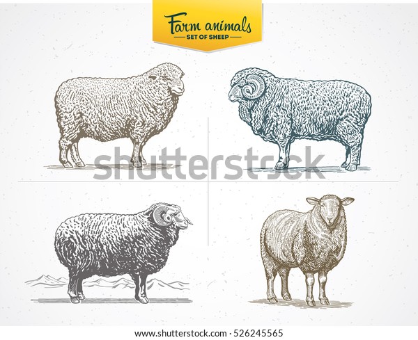 Set Images Sheep Graphic Style Vector Stock Vector (Royalty Free) 526245565