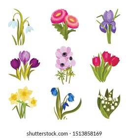 Set of images of spring flowers. Vector illustration on a white background.