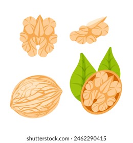 Un conjunto de Imágenes de una nuez, en la cáscara, hojas de nuez, nuez kernel en un lindo estilo plano de dibujos animados.