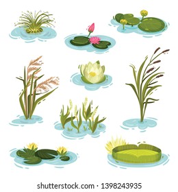 Set of images of water lily, reed, reed on water. Vector illustration on white background.