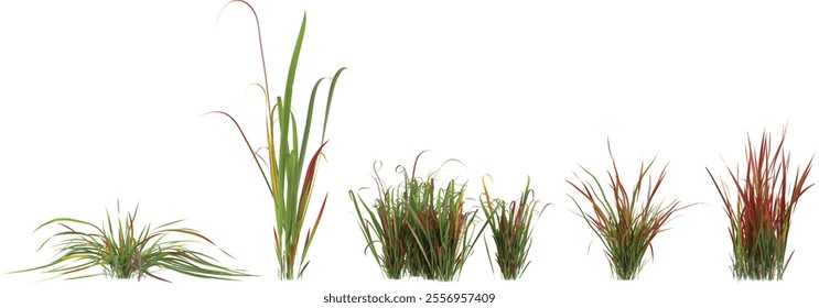 set of Imperata grass on transparent background