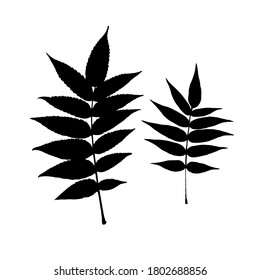 Set mit dem Aufdruck von Baumzweigen. Natürliche Blätter einzeln. Botanische Vektorgrafik.