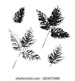 Conjunto de impresiones de ramas y hojas de árboles naturales. Silhouettes de hojas. Ilustración botánica vectorial para diseño, patrón, impresión, postal, decoración.