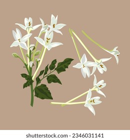 Set of Indian cork flowers isolated on white background. vector illustration.