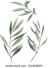 Set of individual hand painted watercolor olive branches