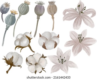 Set of individual nature elements poppy seed heads cotton flowers lilies digital watercolor painting isolated on white