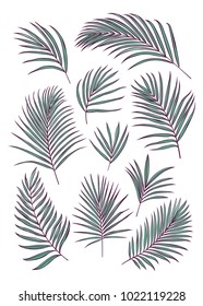 Set of individual palm leaves. Botanical vector illustration. Tropical leaves isolated on white background. 