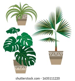 set of indoor exotic plants, three pieces. monstera, palm, Chlorophytum in decorative flower pots. the flat pattern. vector illustration. EPS 10.