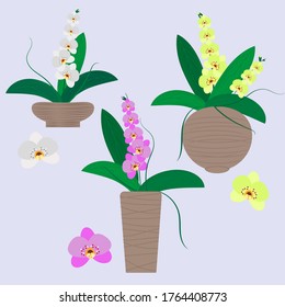 El conjunto está formado por orquídeas floridas interiores de diferentes colores y en diferentes macetas de flores. Ilustración vectorial para el diseño de invernaderos, mercados, revistas, páginas sociales, decoración de hobby.