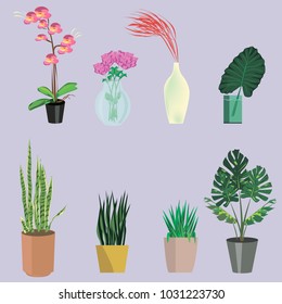 
a set of indoor flowers.