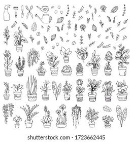 Set of indoor flowers in flowerpots Doodles Garden tools scissors spray Vector hand-drawn stock illustration White isolated background. plant elements Succulents, palm, ivy, watering can. black line