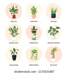 Set of indoor house plants vector.