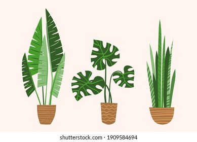 A set of indoor houseplants in pots. Monstera, Sansevieria and palm in brown clay pots. Isolated vector image.