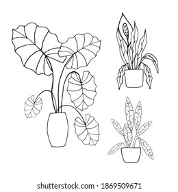 Un conjunto de plantas interiores con hermosas hojas grandes en una maceta de flores. Vector de estilo Doodle. Dibujo a mano libre.