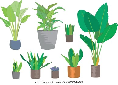 a set of indoor plants- bird of paradise,banana plant,snake plant,Succulents