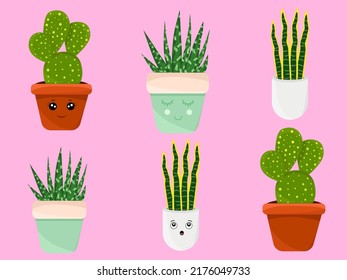 A set of indoor plants. Cactus, snake plant , succulent Haworthia in a pot