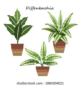 set of indoor plants. decorative plant dieffenbachia, three variants. 
stock vector illustration. EPS 10.