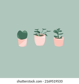 Set of indoor plants growing in pots. Flower pot isolated objects, collection of indoor flower pots.