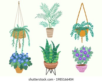 Set of indoor plants. Interior flowers in pots. Exotic homemade flowers in pots.