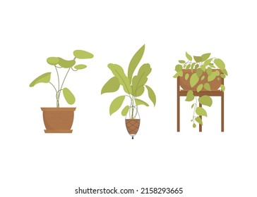Conjunto de plantas interiores. Aislado. Estilo plano. Ilustración del vector
