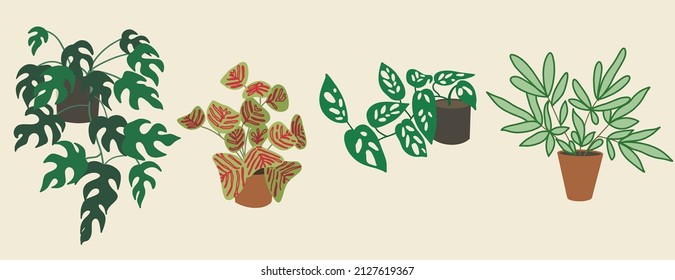Conjunto de plantas interiores. Kislitsa, monstera, planta. Todos los elementos están aislados. Diseño plano, dibujos animados, ilustración vectorial. Plantilla para imprimir en papel, tela.