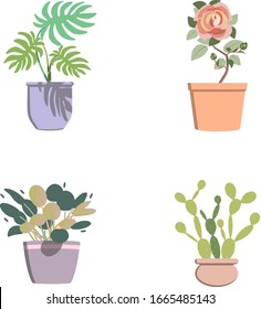 
Un conjunto de plantas interiores en agradables tonos claros.