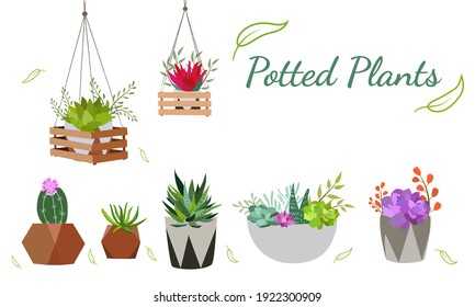 Set of indoor plants in pots for home and office. A large collection of cute houseplants in pots including cacti, aloe and other succulents. Vector collection of doodle plants.