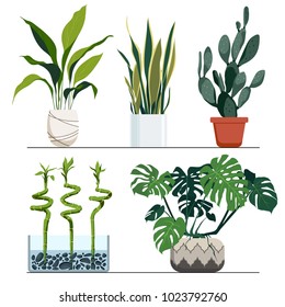 Set of indoor plants in pots. Vector hand drawn illustration. Modern and elegant home decor