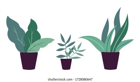 Set of indoor plants in pots. Vector flat abstract houseplants for home gardening. Decorative flowers design elements