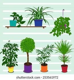 Set of the indoor plants in the pots. Vector