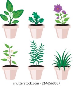 Un conjunto de plantas interiores de seis diferentes. Algunos con flores, otros sin. En ollas rosa pálido.