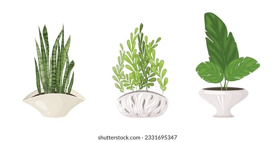 A set of indoor tropical plants in fashionable pots for the home. Various stylish houseplants isolated on white background.