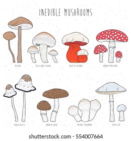 Set of inedible mushrooms with titles on white background. Hand drawn vector colorful illustration collection.