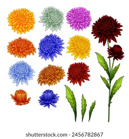 Set of inflorescences of aster flowers of different colors. Vector illustration. Sketch for creativity.