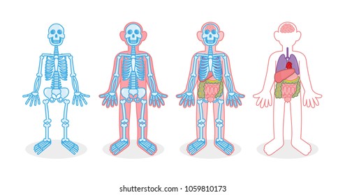 Set for infographic four human body with different X-ray skeleton bones internal organs person. Heart brain liver stomach thin intestine colon lungs. Modern vector style illustration cartoon character