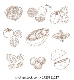 Set of ingredients for falafel sandwich digital vector ink drawing