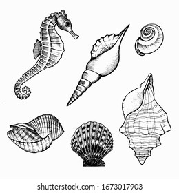 Set of inhabitants of the seabed. Sea dwellers hand drawn doodle outline. Seahorse and shells for decoration of cards, banners, invitations. Stock vector illustration isolated on white background.