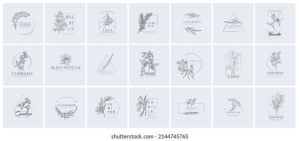Set of inimal feminine botanical floral branch and logo. Hand drawn wedding herb, homeplant with elegant leaves. Botanical rustic trendy greenery vector