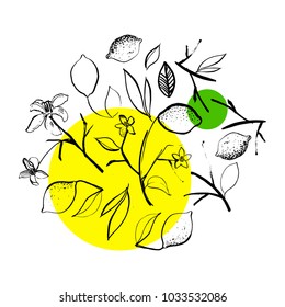 set of ink and brush hand drawn beautiful lemons - fruit, branch, leaf, flower. Vector illustration for packaging design (tea, cosmetics, food)