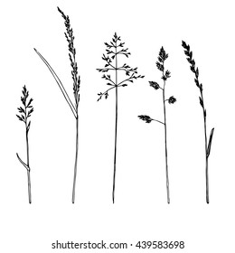 Set of ink drawing cereals, wild plants, field herbs, botanical hand drawn illustration in vintage style, monochrome floral isolated elements