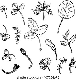 Set of ink drawing field flowers, herbs and leaves,  wild plants, hand drawn botanical illustration in vintage style, isolated floral set, hand drawn vector illustration