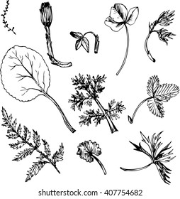Set of ink drawing field flowers, herbs and leaves,  wild plants, hand drawn vector botanical illustration in vintage style, isolated floral collection