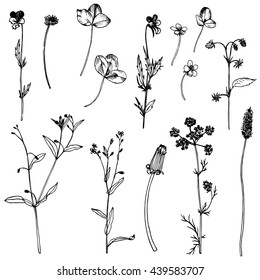 Set of ink drawing field flowers, herbs and leaves, wild plants,hand drawn vector botanical illustration in vintage style, isolated monochrome floral elements